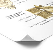 Spaans anatomie Espineau-de-vie Anatomee Grafiek Poster (Hoek)