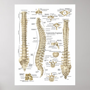 Spaans anatomie Espineau-de-vie Anatomee Grafiek Poster