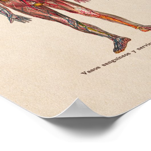 Spaans  Anatomie Print Arteries Veins (Hoek)