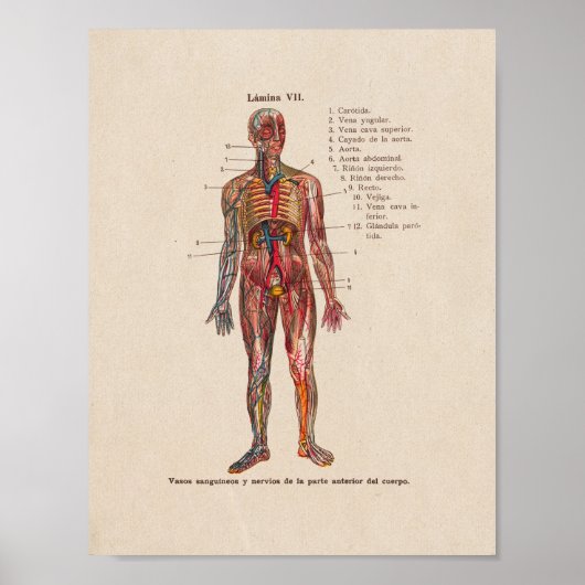 Spaans  Anatomie Print Arteries Veins (Voorkant)