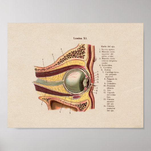 Spaans  Anatomie Print Eye (Voorkant)