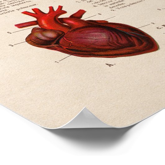 Spaans  Anatomie Print Lungs Heart (Hoek)