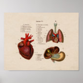 Spaans  Anatomie Print Lungs Heart (Voorkant)