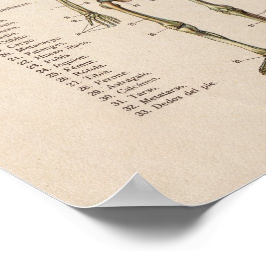 Spaans  Anatomie Print Skeleton (Hoek)