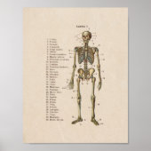Spaans  Anatomie Print Skeleton (Voorkant)