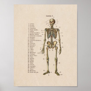 Spaans  Anatomie Print Skeleton