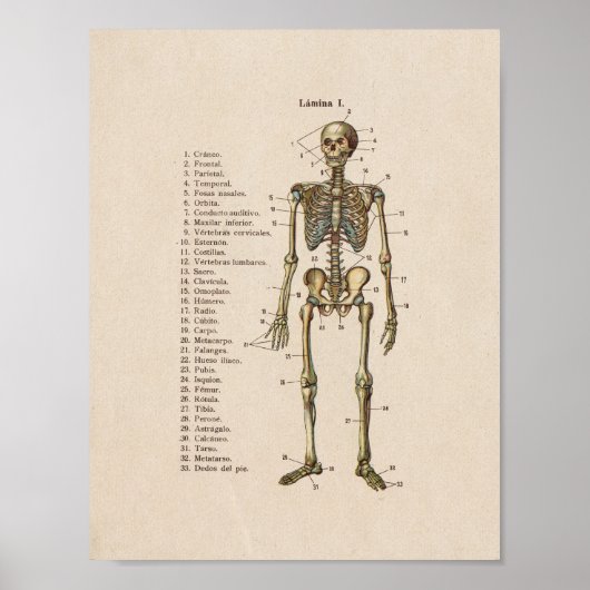 Spaans  Anatomie Print Skeleton (Voorkant)