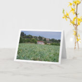 Spaans Artichoke Field, Valencia, Spanje Kaart (Gele Bloem)