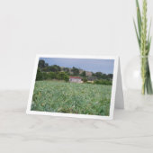 Spaans Artichoke Field, Valencia, Spanje Kaart (Voorkant)