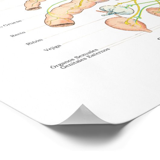 Spaans autonoom zenuwstelsel Poster (Hoek)