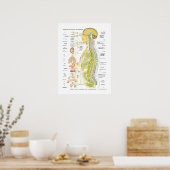 Spaans autonoom zenuwstelsel Poster (Keuken)