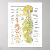 Spaans autonoom zenuwstelsel Poster (Voorkant)