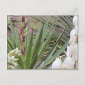 Spaans Bayonet Yucca Blossom Briefkaart (Voorkant)