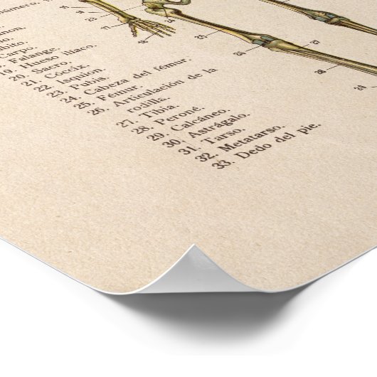 Spaans  Bot voor anatomie Afdrukskelet Poster (Hoek)