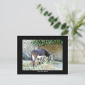 Spaans briefkaart (Staand voorkant)