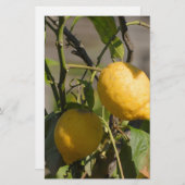 Spaans lemon grafische kaart (Voorkant / Achterkant)