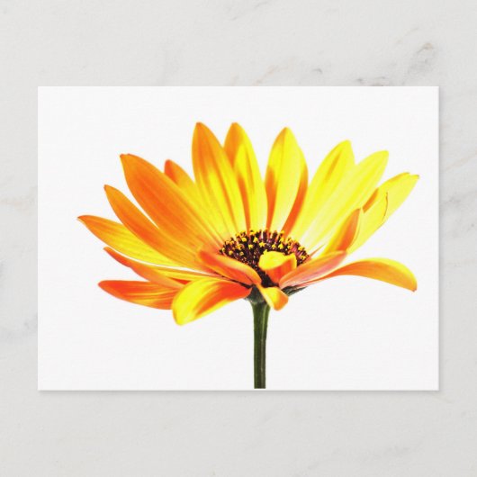 Spaans Margurit Flower Briefkaart (Voorkant)