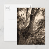 Spaans mos, levend eiken in Sepia Tones toegevoegd Briefkaart (Voorkant / Achterkant)