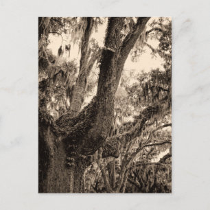 Spaans mos, levend eiken in Sepia Tones toegevoegd Briefkaart