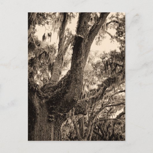 Spaans mos, levend eiken in Sepia Tones toegevoegd Briefkaart (Voorkant)