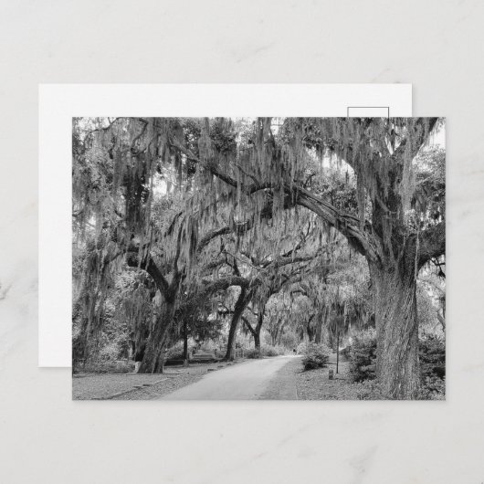 Spaans Mos, Park Briefkaart (Voorkant / Achterkant)