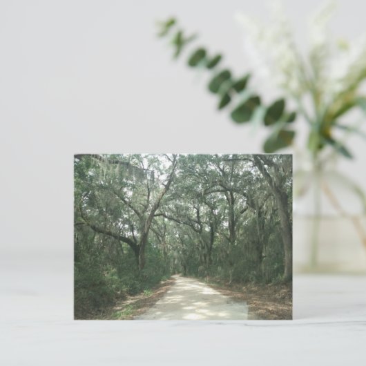 Spaans Moss, Georgetown County, SC Briefkaart (Staand voorkant)