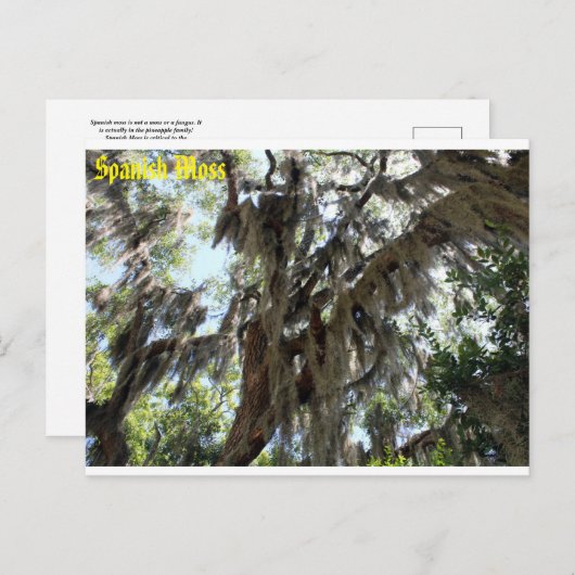 Spaans Moss Old South Briefkaart (Voorkant / Achterkant)