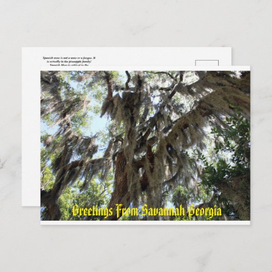 Spaans Moss Old South Briefkaart (Voorkant / Achterkant)