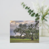 Spaans Moss on Live Oak in New Orleans Briefkaart (Staand voorkant)