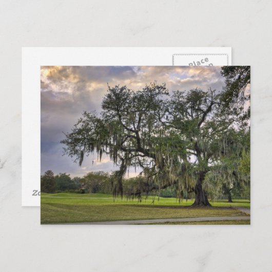 Spaans Moss on Live Oak in New Orleans Briefkaart (Voorkant / Achterkant)