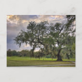 Spaans Moss on Live Oak in New Orleans Briefkaart (Voorkant)