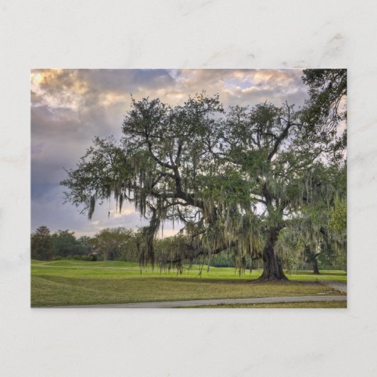 Spaans Moss on Live Oak in New Orleans Briefkaart (Voorkant)