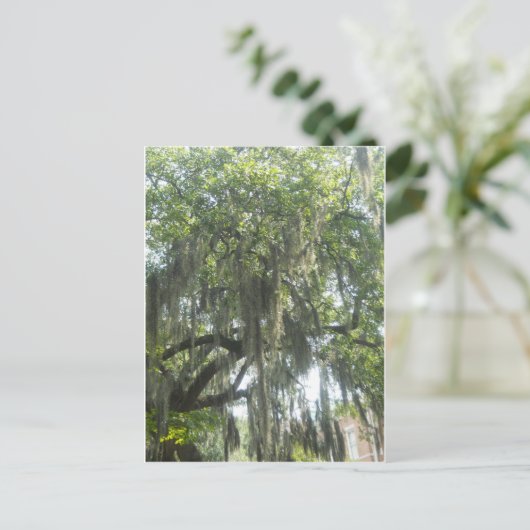 Spaans Moss Savannah Georgia Briefkaart (Staand voorkant)