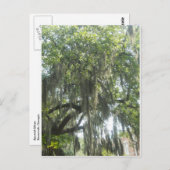 Spaans Moss Savannah Georgia Briefkaart (Voorkant / Achterkant)