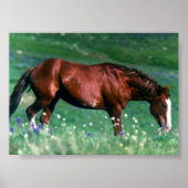 Spaans Mustang Poster (Voorkant)