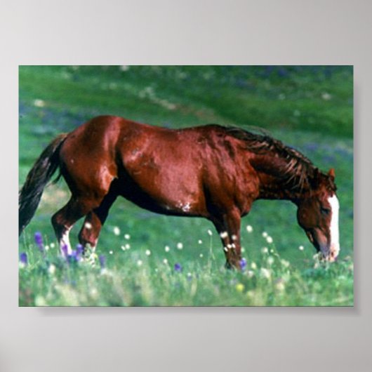 Spaans Mustang Poster (Voorkant)