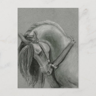 Spaans paard Tekening door Lucinda Knowlton Briefkaart