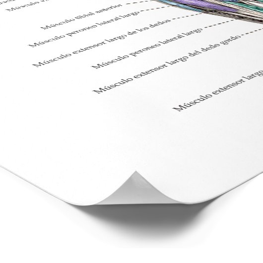 Spaans Poster van de Anatomie van de Humaan (Hoek)