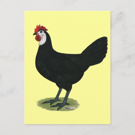 Spaans:  Witte hond Briefkaart (Voorkant)