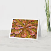 Spaans zeewiertje kaart (Voorkant)