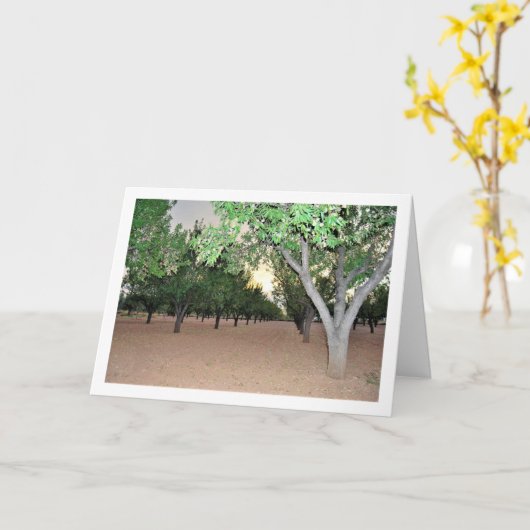 Spaanse amandelboomgaard, Valencia, Spanje Kaart (Gele Bloem)