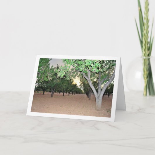 Spaanse amandelboomgaard, Valencia, Spanje Kaart (Voorkant)