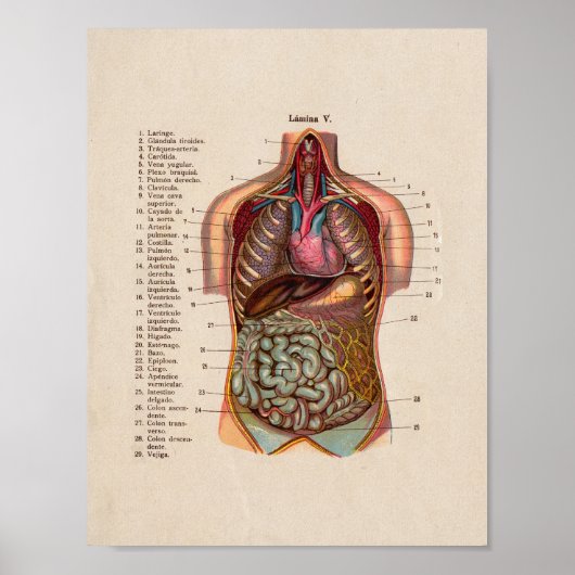 Spaanse  anatomie Afdrukorganen Hart Poster (Voorkant)
