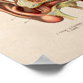 Spaanse  anatomie printplaat poster (Hoek)