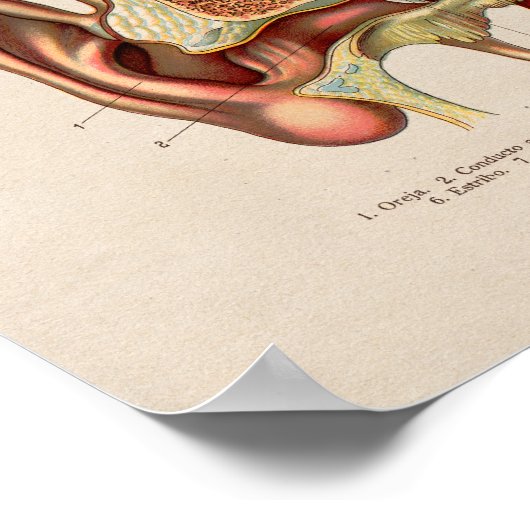 Spaanse anatomie printplaat poster (Hoek)