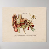 Spaanse anatomie printplaat poster (Voorkant)