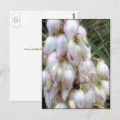 Spaanse Bayonet Yucca Flowers Briefkaart (Voorkant / Achterkant)