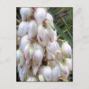Spaanse Bayonet Yucca Flowers Briefkaart
