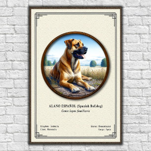 Spaanse Bulldog (Alano Español) Zoologie Serie Poster