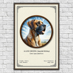 Spaanse Bulldog (Alano Español) Zoologie Serie Poster